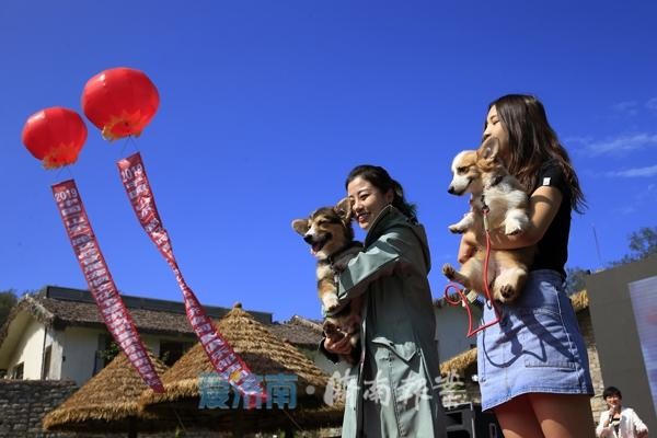 200条柯基犬嗨翻宠物谷 花式玩转跑马岭首届宠物文化节