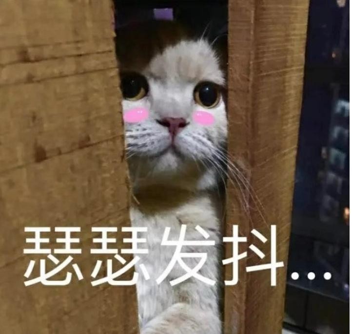 猫咪一旦出现几种行为是求救的信号宠主别误解