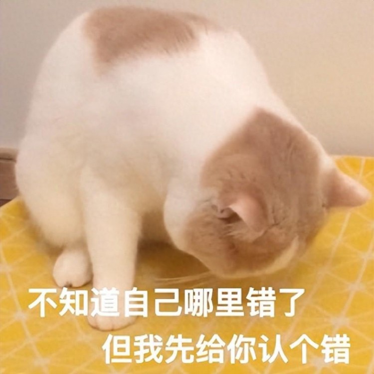 猫咪这几个行为，其实在向你“道歉”，很多人还不知道