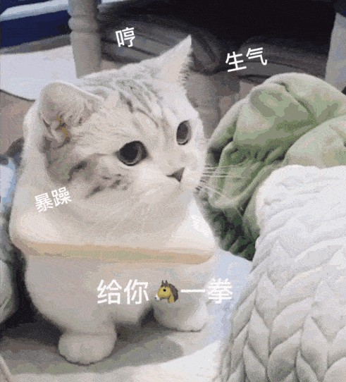 猫咪养没养熟，看看它是否有这几个特征就明白了！