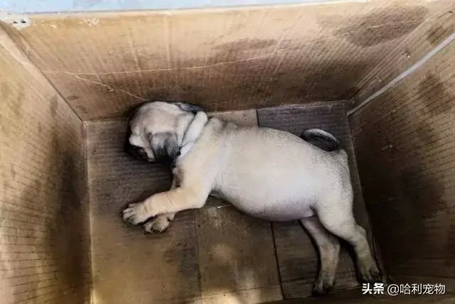 逛小镇狗市金毛拉布拉多马犬等品种真多带你看看各种狗的价格