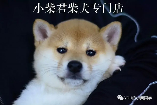 柴犬好养吗饲养柴犬的要知道的事