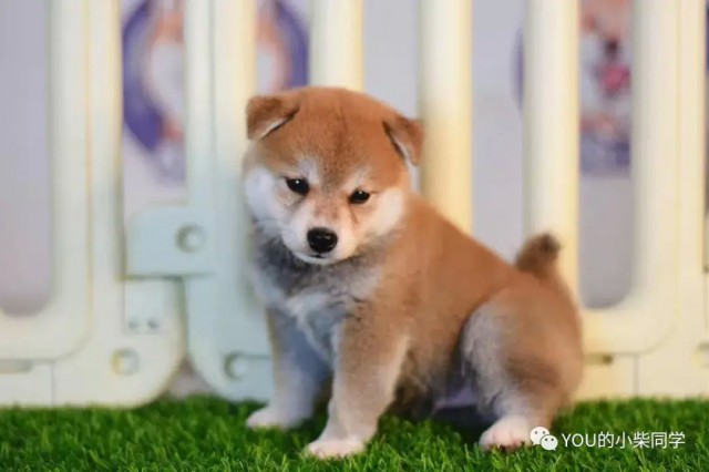 柴犬好养吗柴犬这些优点你都知道吗