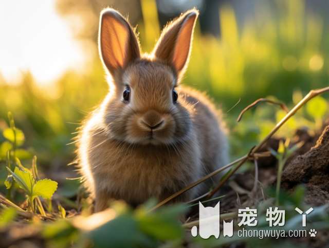 罗威纳成犬多大？